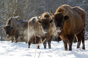 U regiji kalinjingrada bit će biće bison U regiji kalinjingrada bit će biće bison